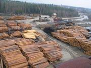 Предлагает к продаже лес - кругляк из России регионов Сибири!, 